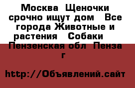 Москва! Щеночки срочно ищут дом - Все города Животные и растения » Собаки   . Пензенская обл.,Пенза г.